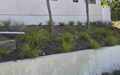 Photo of Aaron M.'s yard after getting landscaping in Los Angeles, CA