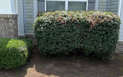 Photo of Kimberly C.'s yard after getting landscaping in Roduco, NC