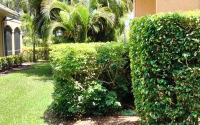 Photo of Bill D.'s yard after getting landscaping in Everglades City, FL