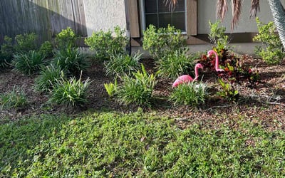 Photo of Violeta G.'s yard after getting tree care in Aripeka, FL