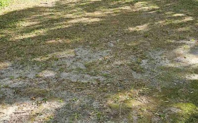 Photo of David H.'s yard after getting landscaping in Savannah, GA