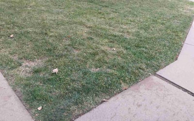 Photo of Timothy J.'s yard after getting landscaping in Muscatine, IA