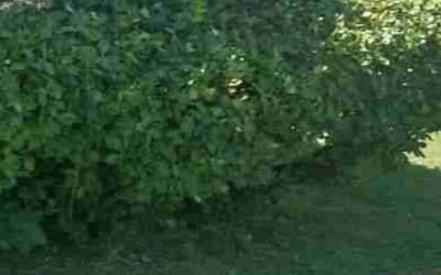 Photo of Skeeter L.'s yard after getting tree care in Norman, OK