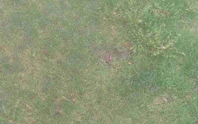 Photo of Leonard B.'s yard after getting landscaping in Isle, MN