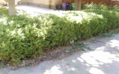 Photo of Anne S.'s yard after getting tree care in Sedalia, CO