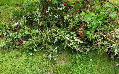 Photo of John C.'s yard after getting landscaping in Issue, MD