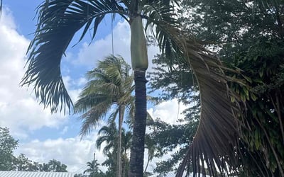 Photo of Ellen M.'s yard after getting landscaping in Key Biscayne, FL