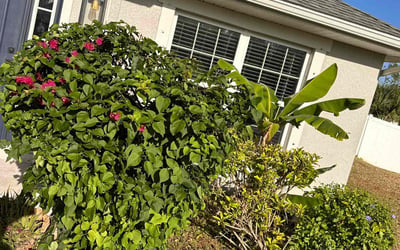 Photo of Ben F.'s yard after getting tree care in Nokomis, FL