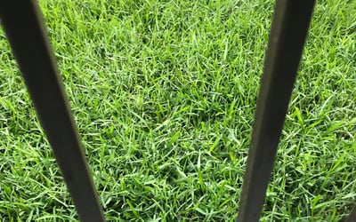 Photo of David S.'s yard after getting landscaping in Livingston, LA