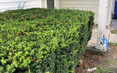Photo of Carlos S.'s yard after getting landscaping in Logan, OH
