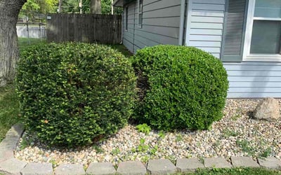 Photo of Sandra H.'s yard after getting landscaping in Columbia City, IN