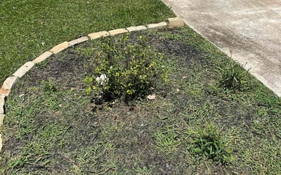 Photo of Keya E.'s yard after getting tree care in Forest Park, GA