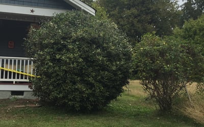 Photo of Tracy B.'s yard after getting landscaping in Micro, NC