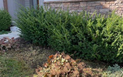 Photo of Adam M.'s yard after getting landscaping in Parker, KS