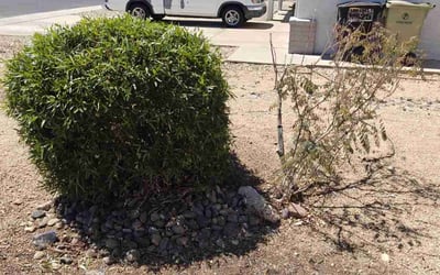Photo of Kelly N.'s yard after getting landscaping in Glendale, AZ