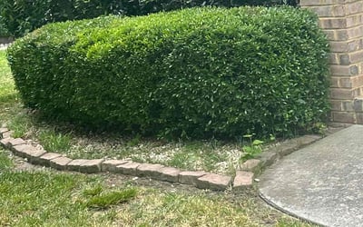 Photo of Steven B.'s yard after getting landscaping in Suffolk, VA