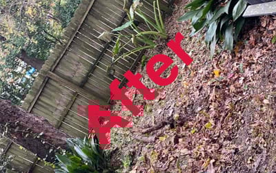 Photo of Judy T.'s yard after getting landscaping in Gretna, FL