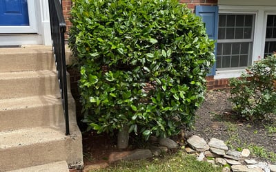 Photo of Emmett W.'s yard after getting landscaping in Shepherdstown, WV
