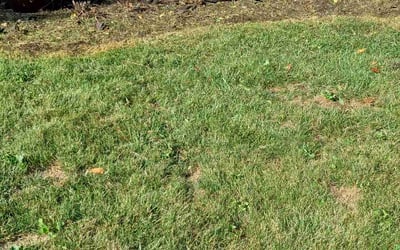 Photo of Andrew M.'s yard after getting landscaping in Amlin, OH