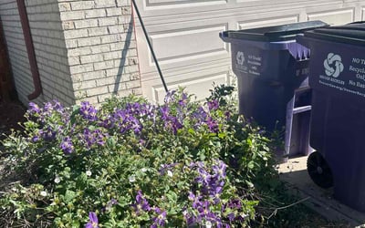 Photo of Brittany S.'s yard after getting landscaping in Sedalia, CO