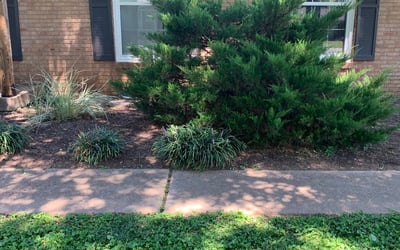 Photo of Sean F.'s yard after getting landscaping in Davidson, TN