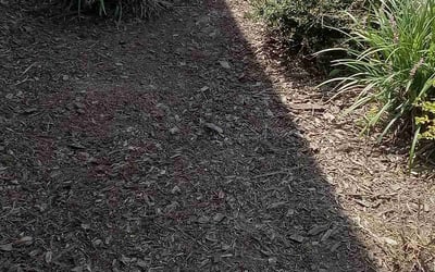 Photo of Christina A.'s yard after getting landscaping in Bleiblerville, TX