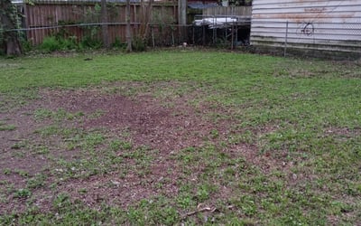 Photo of Rex G.'s yard after getting tree care in Stafford, TX