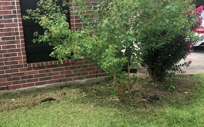 Photo of Jasmine S.'s yard after getting landscaping in Springfield, LA