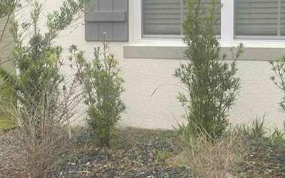 Photo of Anthony E.'s yard after getting landscaping in Lakeland, FL