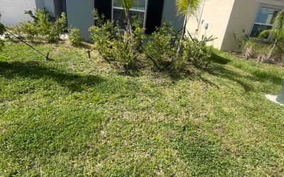 Photo of Derick K.'s yard after getting tree care in Spring Hill, FL