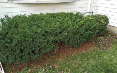 Photo of Richard R.'s yard after getting landscaping in Big Bend, WI
