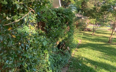 Photo of Nicholas N.'s yard after getting tree care in Cypress, TX