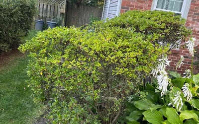 Photo of George C.'s yard after getting landscaping in Emmitsburg, MD