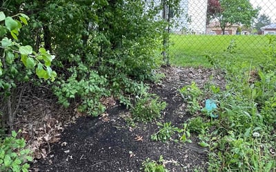 Photo of Amy S.'s yard after getting landscaping in Buffalo, NY