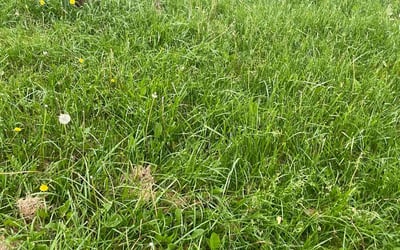 Photo of Debra D.'s yard after getting landscaping in Elwood, IN