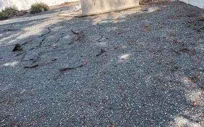 Photo of Anthony G.'s yard after getting landscaping in Orlando, FL
