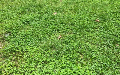 Photo of Ryan G.'s yard after getting landscaping in Sterling, MA