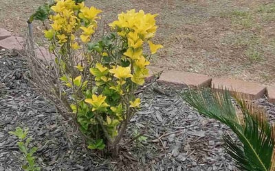 Photo of Nicholas N.'s yard after getting landscaping in Cypress, TX
