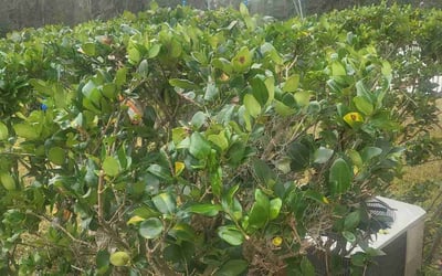 Photo of Nicole M.'s yard after getting landscaping in Dover, FL