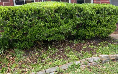 Photo of Teresa P.'s yard after getting landscaping in Dickinson, TX
