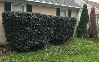 Photo of Louise A.'s yard after getting landscaping in Cardinal, VA