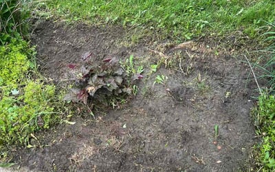 Photo of Kat K.'s yard after getting landscaping in Clayton, IN