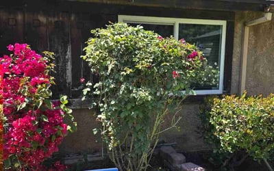 Photo of Joycleyn A.'s yard after getting tree care in Grass Valley, CA