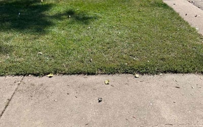 Photo of Emily B.'s yard after getting landscaping in Indian Hills, CO