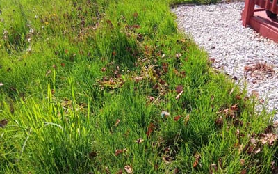 Photo of Lisa F.'s yard after getting landscaping in Orefield, PA