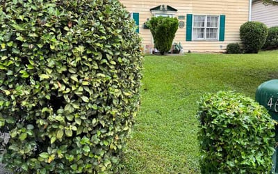 Photo of Alejandro M.'s yard after getting tree care in Duluth, GA
