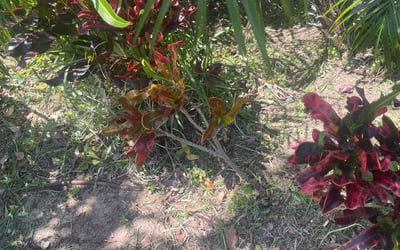 Photo of Ryan A.'s yard after getting landscaping in Geneva, FL
