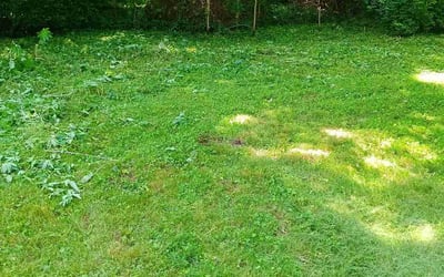 Photo of Mike B.'s yard after getting landscaping in Lathrop, MO