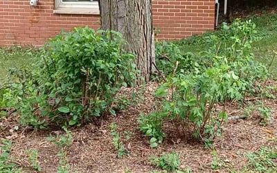Photo of James O.'s yard after getting landscaping in Forest Lake, MN