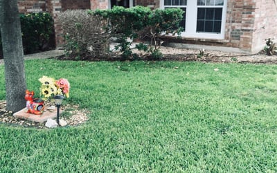 Photo of Diana H.'s yard after getting tree care in Helotes, TX